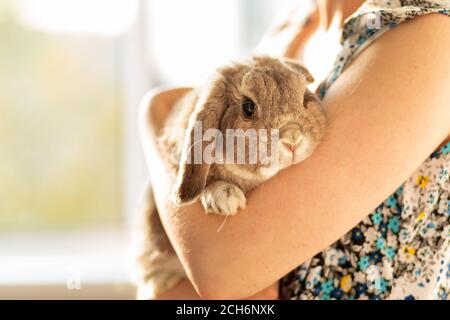 Decorative lop-eared gray rabbit sitting on the hands of a woman. Concept of animal protection and care. Stock Photo