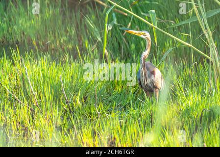 Purple heron (Ardea purpurea). This species of heron breeds in Africa, central and southern Europe and southern and eastern Asia. The European populat Stock Photo