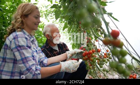 Family working together in greenhouse. Healthy organic food concept Stock Photo