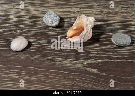Abstract background with pearl beads and seashells Stock Photo