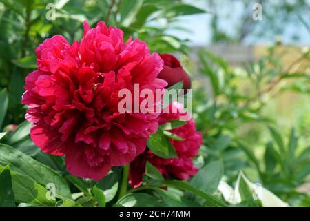 red pion  blooming  flowers brunch   in garden  with copy space in minimal style, template for lettering, text or your design Stock Photo