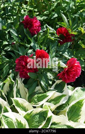 red pion  blooming  flowers brunch and green leves hosta   in garden  with copy space in minimal style, template for lettering, text or your design Stock Photo