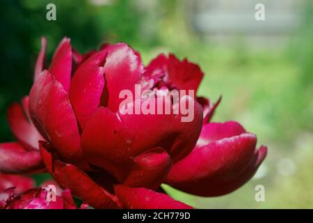 red pion  blooming  flowers brunch   in garden  with copy space in minimal style, template for lettering, text or your design Stock Photo