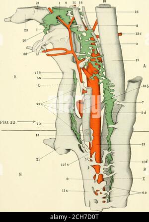 . The American journal of anatomy . JUGULAR LYMPH SAC(INJECTED ...