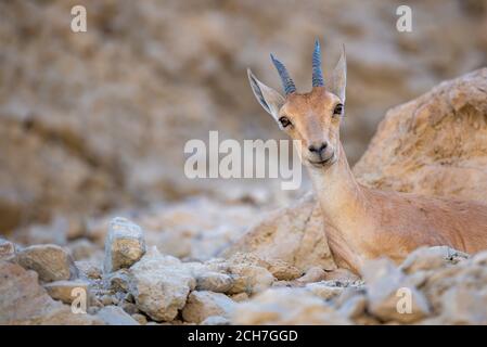 A Nubian ibex in the Ein Gedi National park, Israel Stock Photo