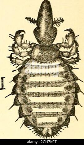 . Injurious insects and the use of insecticides [microform] : a new descriptive manual on noxious insects, with methods for their repression . Fig. 179.—Long-nosed O.x-louse.Under surface of last segments of female,showing brush-like organs. {Osborn.) Fig. 18 I.—Sucking Horse-louse.(Comstock.) Stock Photo