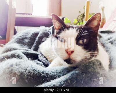 Cat with yellow eyes relaxing on a soft blanket Stock Photo