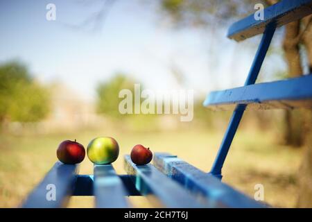 three ripe apples lie on a blue wooden bench in a sunny garden Stock Photo