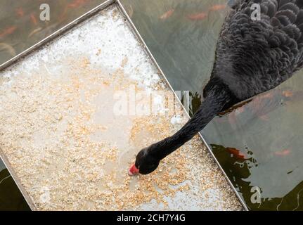 Black Swan at feeding tray in park Stock Photo
