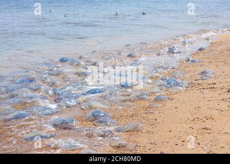 dead jellyfish on the beach Stock Photo