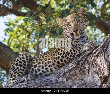 Beautiful leopard (Panthera pardus) closeup resting in a tree in Kruger National Park, South Africa Stock Photo
