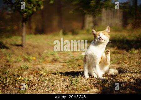 Ginger white cat paw scratches behind the ear in sunny autumn garden Stock Photo