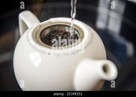 Hot water is poured onto tea grown on the tea plantation at the Tregothnan estate near Truro, Cornwall, which began growing and supplying England's first and only tea in 2005, brews in a teapot. Stock Photo