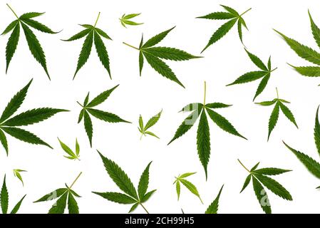 Pattern of marijuana cannabis leaves on white background flat lay Stock Photo