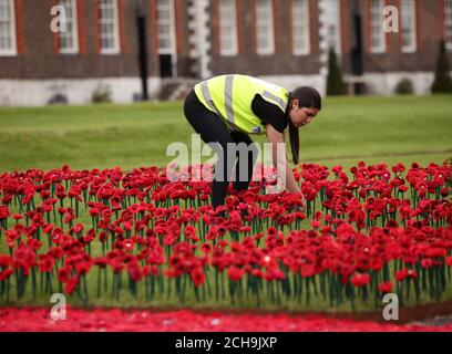 Volunteer Tori Ling puts the finishing touches to the 5000 Poppies exhibit - which uses almost 300,000 individually crocheted poppies, covering nearly 2,000sq m (21,000sq ft) in the grounds of the Royal Hospital Chelsea - during a preview day at the Chelsea Flower Show in London. Stock Photo