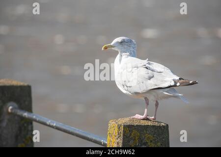 Gull standing on a post, Silloth, Cumbria Stock Photo