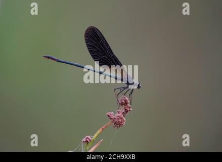Copper Demoiselle damselfly (Calopteryx haemorrhoidalis), male, Spain. Stock Photo