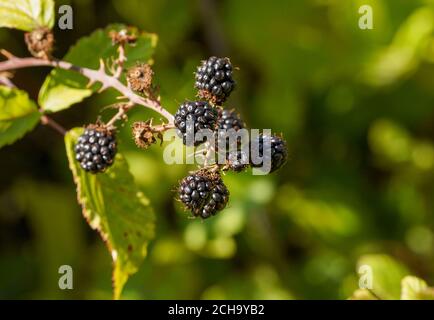 Wild Blackberry fruit ripe, growing on plant, Rubus fruticosus, Blackberries, Spain. Stock Photo