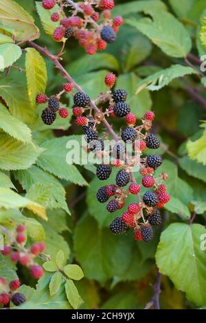 Wild Blackberry ripe and unripe fruit growing on plant, Rubus fruticosus, Blackberries, Spain. Stock Photo