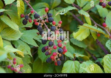 Wild Blackberry ripe and unripe fruit growing on plant, Rubus fruticosus, Blackberries, Spain. Stock Photo