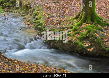 Zeanuri, Bizkaia/Basque Country; Oct. 28, 2012. Beech (Fagus sylvatica) forest with a stream in Otzarreta (Natural Park of Gorbea). Forest known for i Stock Photo