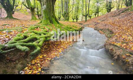 Zeanuri, Bizkaia/Basque Country; Oct. 28, 2012. Beech (Fagus sylvatica) forest with a stream in Otzarreta (Natural Park of Gorbea). Forest known for i Stock Photo