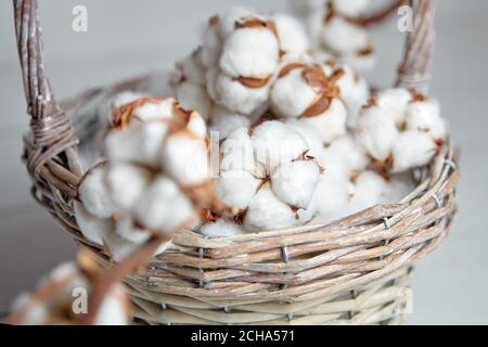 A branch of white soft cotton flowers in a basket on a gray background Stock Photo