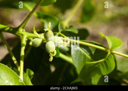 Green unripe walnuts growing on a tree Stock Photo