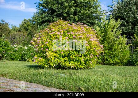 Japanese spirea, a flowering shrub growing on a lawn in the garden, an ornamental plant for landscaping growing in the lawn. Stock Photo