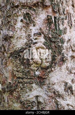 Vertical Image of the Texture of Tree Bark with Gnarl Stock Photo