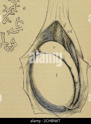 Quain's elements of anatomy . fold ; inthe middle part of the embryo ...