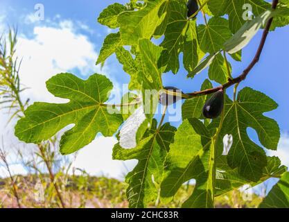 Ficus carica, Black Figs on a Fig Tree Stock Photo