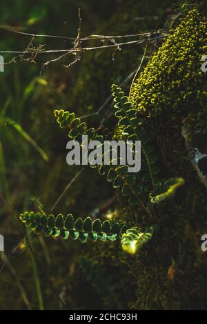 Green moss close up. Macrocosm of plants. Early spring and