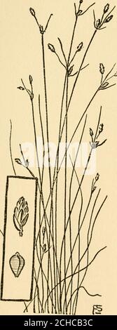 . The book of grasses : an illustrated guide to the common grasses, and the most common of the rushes and sedges . •Sand-matStenophyllut capillaris Stock Photo