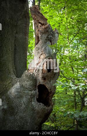 old beech with broken trunk near the Waldau in the Kottenforst, Bonn, North Rhine-Westphalia, Germany.  alte Buche mit abgebrochenem Stamm nahe der Wa Stock Photo