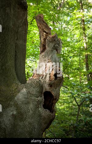 old beech with broken trunk near the Waldau in the Kottenforst, Bonn, North Rhine-Westphalia, Germany.  alte Buche mit abgebrochenem Stamm nahe der Wa Stock Photo