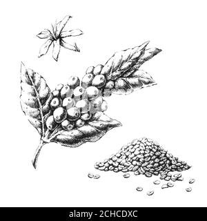 Coffee plant Hand-drawn black and white illustration. Jpeg only Stock Photo