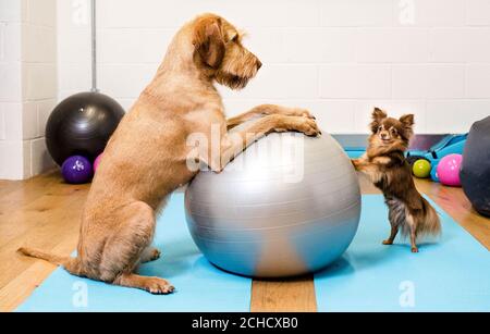 argos exercise ball