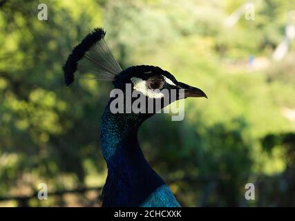 Beautiful peacock head. Portrait of beautiful male peacock close up. Side view profile Stock Photo