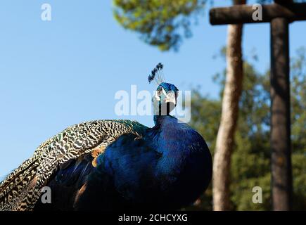 Beautiful peacock head. Portrait of beautiful male peacock with feathers. Peacock - peafowl with close tail, Stock Photo