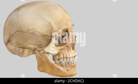 Artificial human skull. Stock Photo