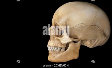 Artificial human skull. Stock Photo