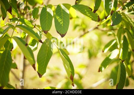 walnut tree green leaves with dry brown ends on the tree Stock Photo