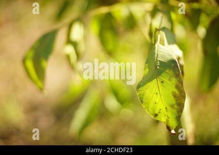 walnut tree green leaf closeup on the tree branch. Stock Photo