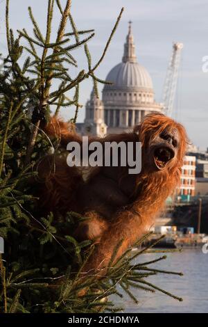 An ultra-realistic animatronic orangutan climbs a 20ft Christmas Tree at Coin Street Observation Point, London to highlight the threat to the survival of the species due to deforestation caused by palm-oil production, following Iceland's Christmas advert being banned. Stock Photo