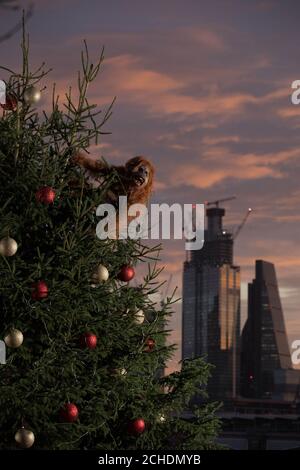 EDITORIAL USE ONLY An ultra-realistic animatronic orangutan climbs a 20ft Christmas Tree at Coin Street Observation Point, London to highlight the threat to the survival of the species due to deforestation caused by palm-oil production, following Iceland&Otilde;s Christmas advert being banned. Stock Photo
