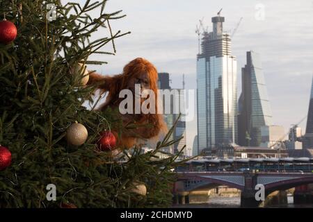 EDITORIAL USE ONLY An ultra-realistic animatronic orangutan climbs a 20ft Christmas Tree at Coin Street Observation Point, London to highlight the threat to the survival of the species due to deforestation caused by palm-oil production, following Iceland's Christmas advert being banned. Stock Photo