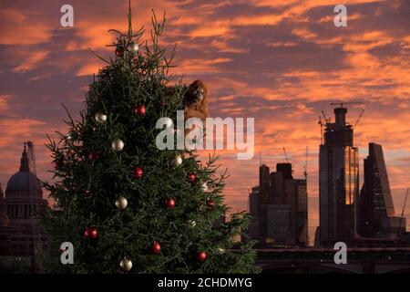 EDITORIAL USE ONLY An ultra-realistic animatronic orangutan climbs a 20ft Christmas Tree at Coin Street Observation Point, London to highlight the threat to the survival of the species due to deforestation caused by palm-oil production, following IcelandÕs Christmas advert being banned. Stock Photo