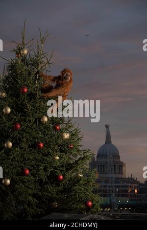 An ultra-realistic animatronic orangutan climbs a 20ft Christmas Tree at Coin Street Observation Point, London to highlight the threat to the survival of the species due to deforestation caused by palm-oil production, following Iceland's Christmas advert being banned. Stock Photo