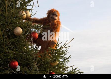EDITORIAL USE ONLY An ultra-realistic animatronic orangutan climbs a 20ft Christmas Tree at Coin Street Observation Point, London to highlight the threat to the survival of the species due to deforestation caused by palm-oil production, following IcelandÕs Christmas advert being banned. Stock Photo